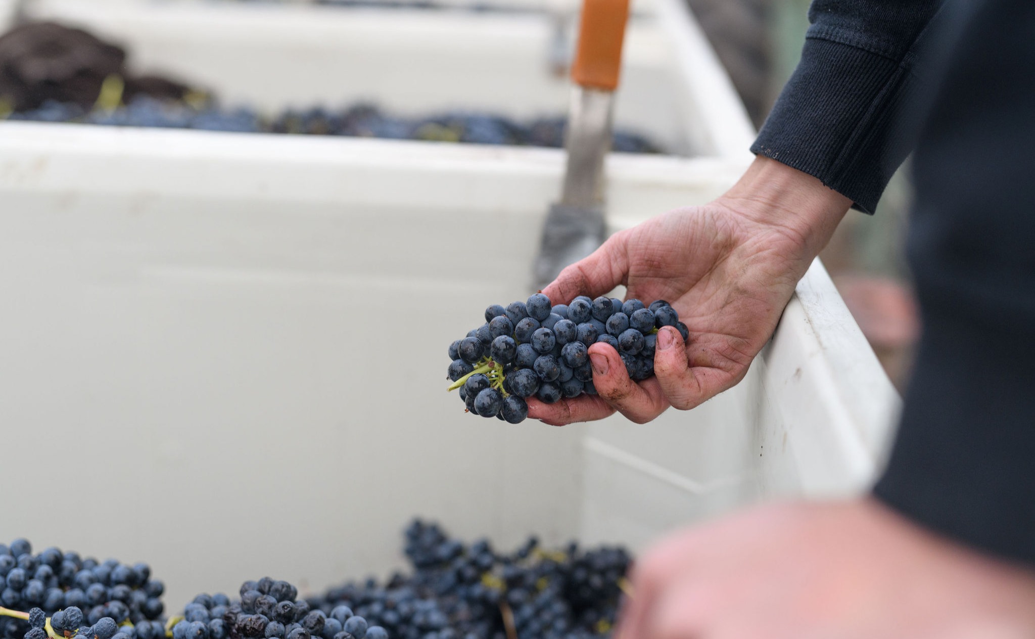 Terre et Sang Winery